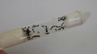 Как выбрать вид муравьев для муравьиной фермы формикария???   ANTKingdom