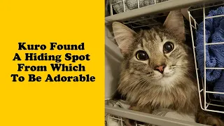 50 Weirdest Places That Cats End Up In - Funny cat