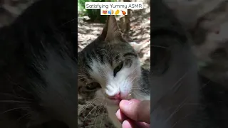 Cute Cat Eating Chicken In My Hand 😻🔊🤌🍗👅 Satisfying YumYum ASMR #Shorts