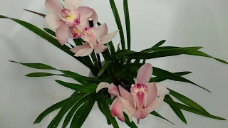 Орхидея ЦИМБИДИУМ | после этого у орхидеи очень пышное цветение | удобрение и секрет цветения