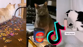 Cats knocking things over | Funny Tiktok Compilation