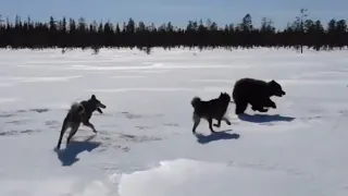 Лайки и медведь в тайге