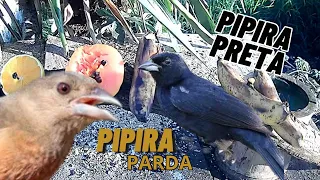 Pássaros silvestres livres cantando na natureza - pipira preta macho e pipira parda fêmea