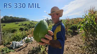 CHÁCARA MUITA FRUTA CACHOEIRA ESTUFA LAVOURA CASA R$ 330 MIL-Código: 2111