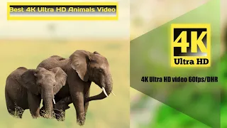 The Best Animals Video 4K Ultra HD Video 60fps/DHR Elephant Video