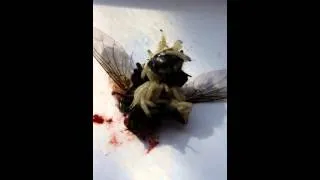 Fly giving birth?