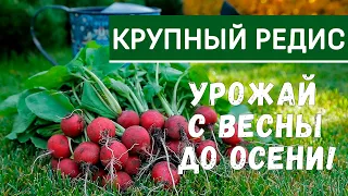 Выращивание редиса Меркадо. Как вырастить крупный редис и богатый урожай редиса.