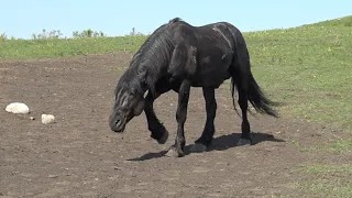 Жеребец Ротмистр вернулся/ The stallion Rotmistr is back