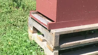 Honey Bees time lapse in Total Eclipse   Riverton, Wy