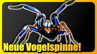 IRRE neue Spinne entdeckt! Forscher stehen vor einem Rätsel!