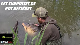 Pêche de la carpe/ LES SURPRISES DE NOS RIVIÈRES