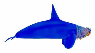 Spectrographic Sample: Killer Whale (Orcinus orca)