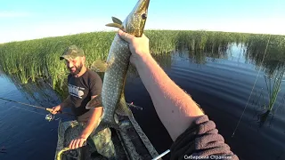 Вот это да. Ловим щук и окуней прямо в болоте.