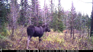 Autumn Moose Pair Grazing