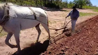 Seu João e seu 🐎 pombinho trabalhando com arado tração animal Ikeda