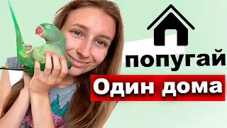 Как оставить попугаев одних дома🦜 На сколько можно оставить попугаев одних? Как оставить попугая