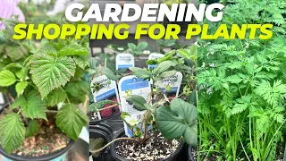 Gardening, Shopping for Plants, herbs for our Deck Garden | M&M Adventures