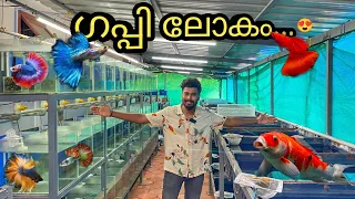 ലക്ഷക്കണക്കിന് ഗപ്പികളും ബെറ്റകളും ഉള്ള ഫാം...😳 | guppy farm visit | mixed farm | kerala guppy farm