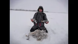 НЕ ОЖИДАЛ ПОЙМАТЬ ЗДЕСЬ ТАКИХ ГОРБАЧЕЙ. ЛОВИМ КРУПНОГО ОКУНЯ НА МОРМЫШКУ.