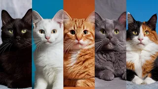 VOUS SAVEZ CE QUE LA COULEUR DE VOTRE CHAT DIT SUR SA PERSONNALITÉ ? DÉCOUVREZ-LE MAINTENANT !