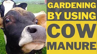 How We Use Cow Manure For Quick Growing In Our Garden (Easy For Anyone in 2021) #cowmanure