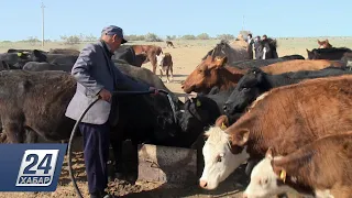 Дефицит пастухов и доярок: атырауские фермеры терпят убытки из-за недостатка кадров