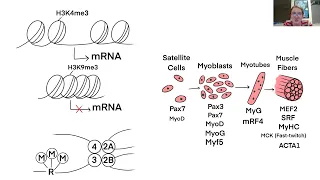 Hannah Shippas_H3K4 Methylation in Myogenesis and Dysfunction in Disease