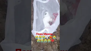 прощай, дружок мягких облачков тебе...🕯❤️‍🔥😭💔