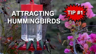How to Attract Hummingbirds to your Feeder: The Nectar - TIP #1