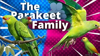 The Parakeet Family|Short&Brief