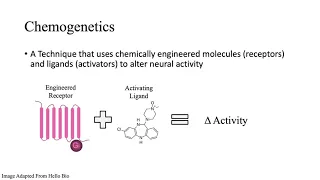 Optogenetics & Chemogenetics