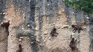 Rock climbing monkeys