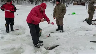 На запуске работает семечка. Клёвое место, Лосиный остров, верхний водоём.