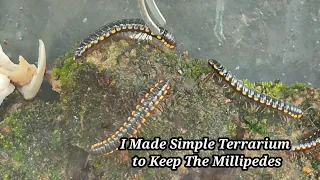 Hunting millipede - I Made Simple Terrarium to Keep The Millipedes