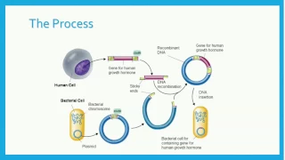 Recombinant DNA