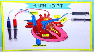 heart working model making using syringe easy - science project exhibition | craftpiller