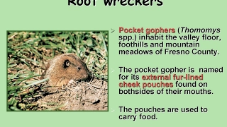 Winter Management of Pocket Gophers on the Farm