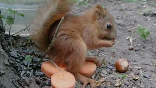 Про маленького бельчонка / About the little squirrel
