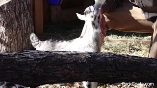 How to Bottle Feed a Baby Goat