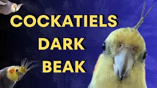 Why Does your Cockatiel's Beak Get Darker Over Time?