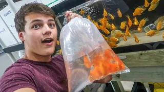 BUYING COLORFUL FISH for My AQUARIUM!!!