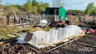 24.05.2024гсуповая курица//собака-друг человека🤭/огород..построил и умер😭таёжный #огород