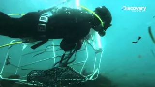 Abalone Wars 2 - Deeper And Bigger