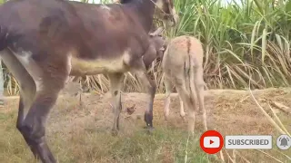 Donkey Mating - First time ! Animals mating New compilation - Donkey Mating / تزاوج الحمير تزاوج الح