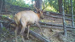 Trail Camera Video  August 25 2014  Nice Bull Elk, Coyote Pups, Bear