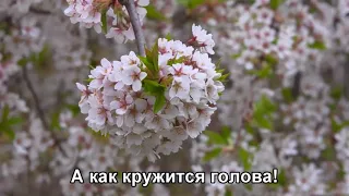 Три Слова (Старые слова) - ВИА Голубые гитары (1971) HD 1080 (Subtitles) CN