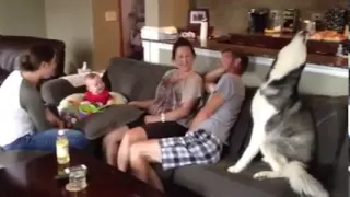 Baby laughing at a howling siberian husky!