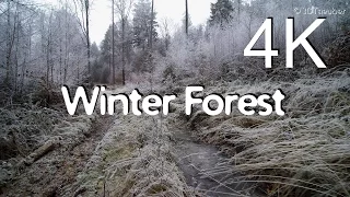 4K Nature Video, Winter Forest Walk (UHD)