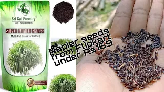 napier seeds from Flipkart under Rs169/how to grow napier at home
