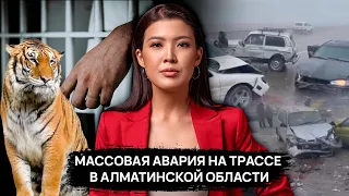 Массовая авария на трассе в Алматинской области /Список амнистированных/Возрождение популяции тигров